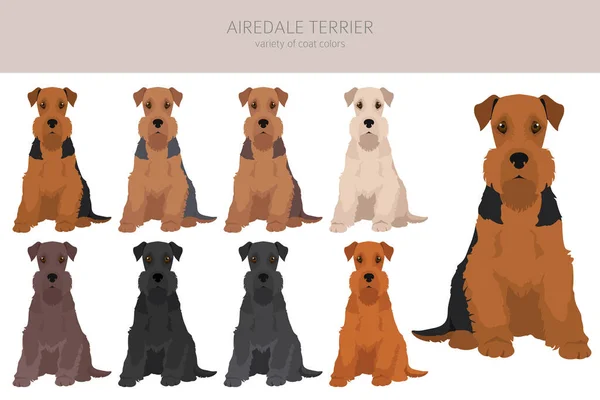 Airedale Terrier Alla Färger Clipart Olika Pälsfärger Vektorillustration — Stock vektor