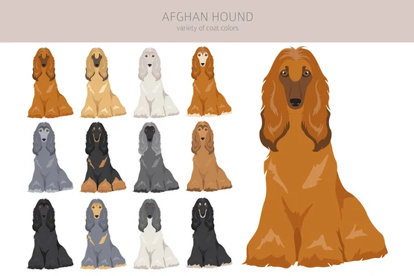 Perro Afgano Todos Los Colores Clipart Conjunto Diferentes Colores Capa — Archivo Imágenes Vectoriales