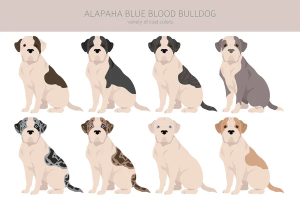 Alapaha Blue Blood Bulldog Klibi Farklı Pozlar Farklı Renkler Vektör — Stok Vektör