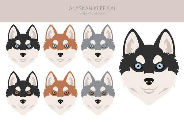 Alaskan Klee Kai Alle Kleuren Clipart Verschillende Kleuren Jas Set — Stockvector