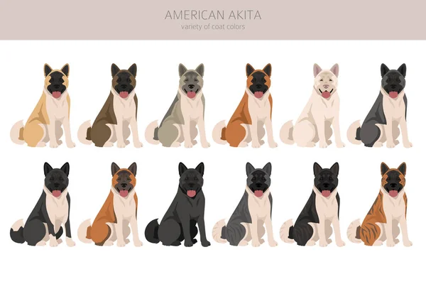 Clipart Perro Akita Americano Todos Los Colores Del Abrigo Establecidos — Vector de stock