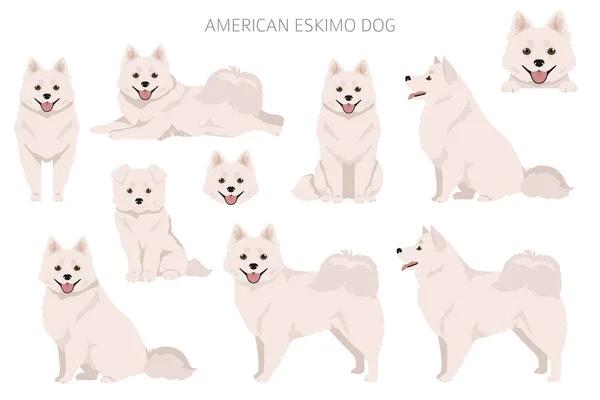 美国的爱斯基摩犬五彩斑斓 不同的外套颜色 矢量说明 — 图库矢量图片