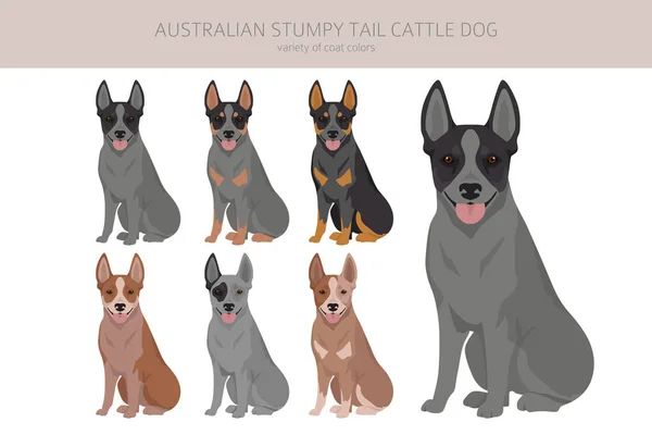 Australian Stumpy Cauda Gado Cão Todas Cores Clipart Diferentes Cores — Vetor de Stock