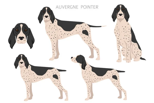 Auvergne Pointer Clipart Different Poses Coat Colors Set Vector Illustration — ストックベクタ