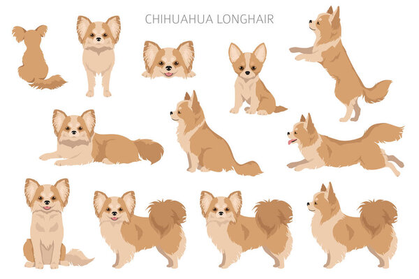 Chihuahua long haired clipart. All coat colors set.  Different position. All dog breeds characteristics infographic. Vector illustration
