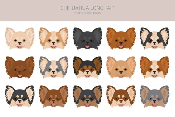 Chihuahua Long Haired Clipart All Coat Colors Set Different Position — Stock Vector