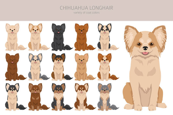 Chihuahua long haired clipart. All coat colors set.  Different position. All dog breeds characteristics infographic. Vector illustration