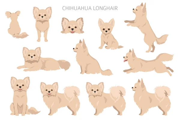 Chihuahua Long Haired Clipart All Coat Colors Set Different Position — Wektor stockowy
