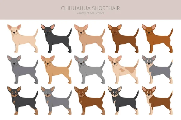 Chihuahua Short Haired Clipart All Coat Colors Set Different Position — Vetor de Stock