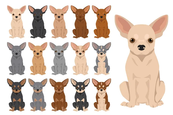 Chihuahua Short Haired Clipart All Coat Colors Set Different Position — Vector de stock