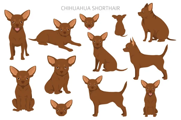 Chihuahua Short Haired Clipart All Coat Colors Set Different Position — Stock Vector