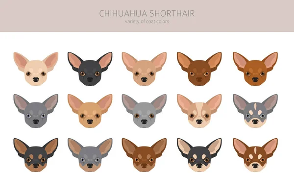Chihuahua Short Haired Clipart All Coat Colors Set Different Position — Stok Vektör