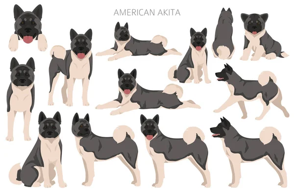 American Akita Dog Clipart Alle Fellfarben Eingestellt Unterschiedliche Position Alle — Stockvektor