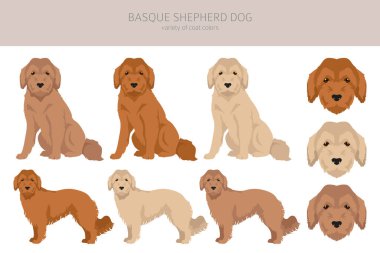 Bask çoban köpeği bütün renkler toplanır. Farklı ceket renkleri ve pozlar. Vektör illüstrasyonu