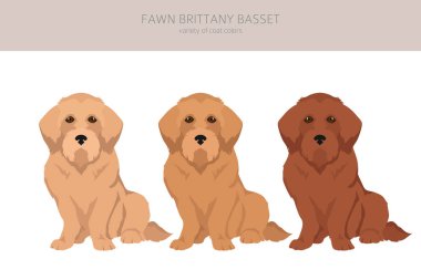 Fawn brittany basset clipart. Basset fauve de bretagne. Farklı ceket renkleri ve pozlar. Vektör illüstrasyonu