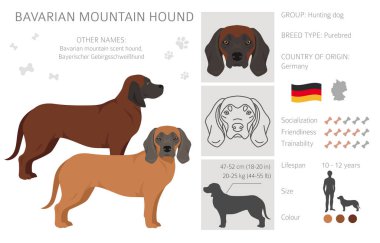 Bavyera dağı kokusu tazı tırnağı. Farklı ceket renkleri ve pozlar. Vektör illüstrasyonu