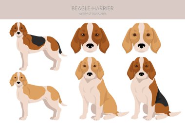 Beagle Harrier tüm renkler toplansın. Farklı ceket renkleri ve pozlar. Vektör illüstrasyonu
