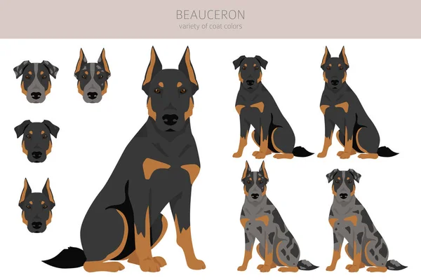 Beauceron Dog French Shepherd Clipart All Coat Colors Set Different — 스톡 벡터