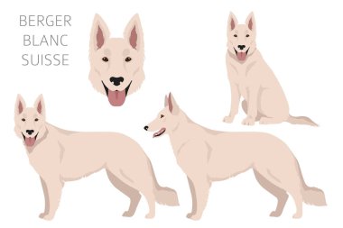 Berger Blanc Suisse clipart. Different coat colors and poses set.  Vector illustration