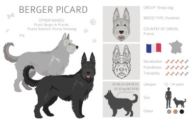 Berger Picard klipsi. Farklı ceket renkleri ve pozlar. Vektör illüstrasyonu