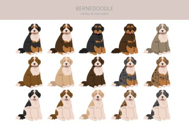 Bernedoodle hybrid clipart. All coat colors set.  Different position. All dog breeds characteristics infographic. Vector illustration