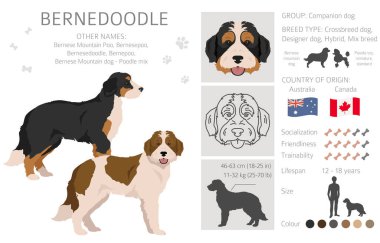 Bernedoodle hybrid clipart. All coat colors set.  Different position. All dog breeds characteristics infographic. Vector illustration