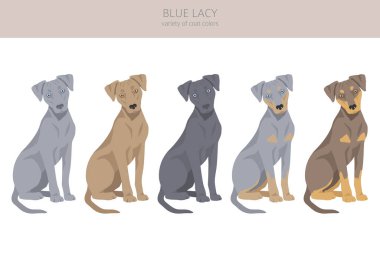 Blue Lacy klipsi. Farklı ceket renkleri ve pozlar. Vektör illüstrasyonu