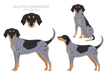 Bluetick Rakun Köpeği Clipart. Farklı ceket renkleri ve pozlar. Vektör illüstrasyonu