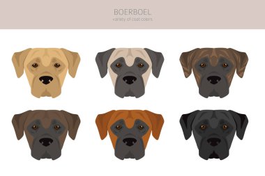 Boerboel klipsi. Farklı ceket renkleri ve pozlar. Vektör illüstrasyonu