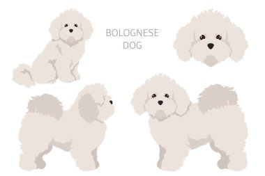 Bolonez köpek klipsi. Farklı ceket renkleri ve pozlar. Vektör illüstrasyonu