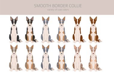 Pürüzsüz Collie Clipart. Farklı pozlar, farklı renkler. Vektör illüstrasyonu