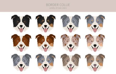 Border collie dog clipart. All coat colors set.  All dog breeds characteristics infographic. Vector illustration