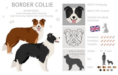 Border collie dog clipart. All coat colors set.  All dog breeds characteristics infographic. Vector illustration