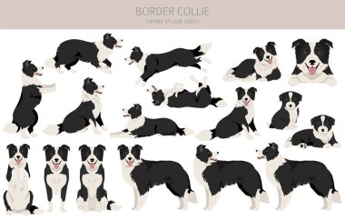 Border collie dog clipart. All coat colors set.  All dog breeds characteristics infographic. Vector illustration