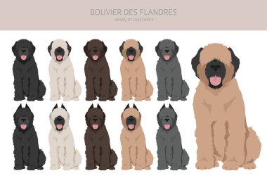 Bouvier des Flandres 'in klipsi. Farklı ceket renkleri ve pozlar. Vektör illüstrasyonu