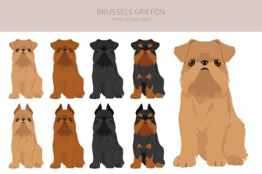 Brüksel Griffon Clipart. Farklı ceket renkleri ve pozlar. Vektör illüstrasyonu
