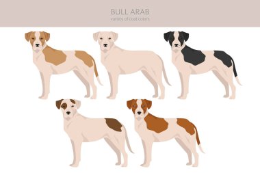 Bull Arab clipart. Different coat colors and poses set.  Vector illustration clipart