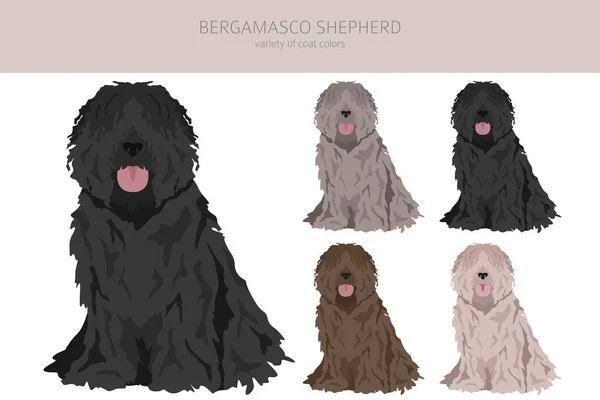Bergamasco Shepherd Előfizetője Különböző Színű Pózol Készlet Vektorillusztráció — Stock Vector
