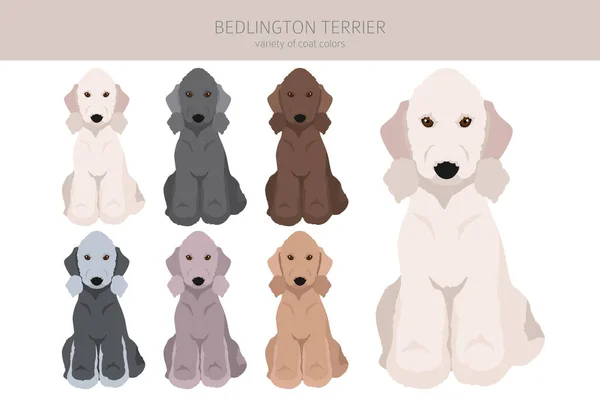 Bedlington Terrier Clipart Different Coat Colors Poses Set Vector Illustration — Stock vektor