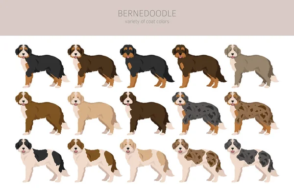 Bernedoodle Hybrid Clipart All Coat Colors Set Different Position All — 图库矢量图片