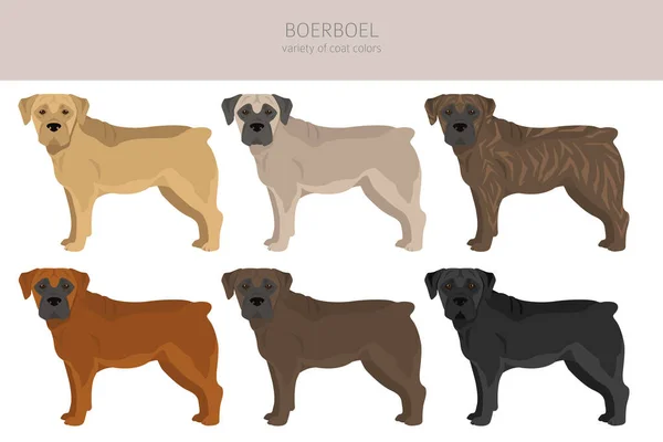 Boerboel Clipart Different Coat Colors Poses Set Vector Illustration — 图库矢量图片