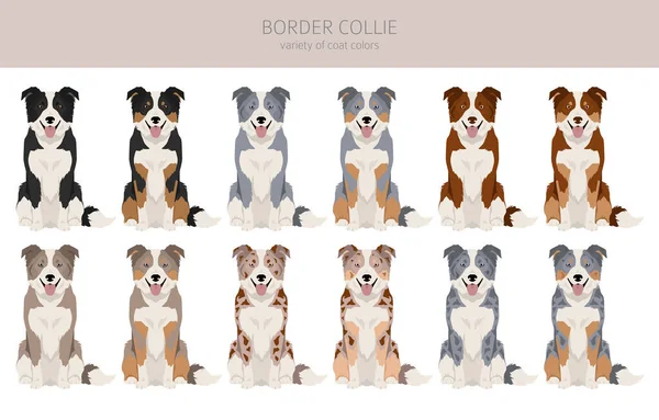 Border Collie Dog Clipart All Coat Colors Set All Dog — 图库矢量图片