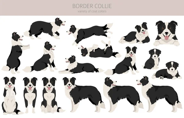 Border Collie Dog Clipart All Coat Colors Set All Dog — Vettoriale Stock