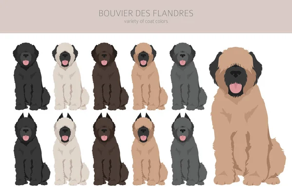 Bouvier Des Flandres Klipsi Farklı Ceket Renkleri Pozlar Vektör Illüstrasyonu — Stok Vektör