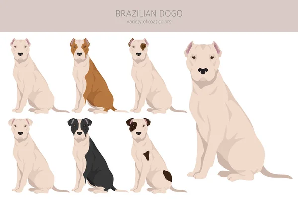 Brazilian Dogo Clipart Different Coat Colors Poses Set Vector Illustration — 图库矢量图片