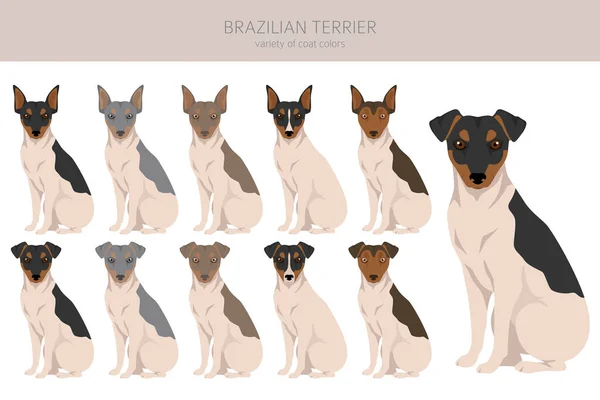 Clipart Terrier Brasileño Diferentes Colores Capa Poses Conjunto Ilustración Vectorial — Vector de stock
