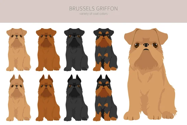 Brussels Griffon Clipart Different Coat Colors Poses Set Vector Illustration — Stock Vector