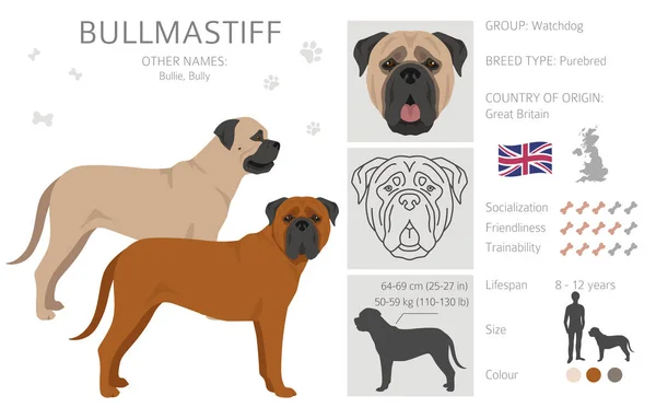 stock vector Bullmastiff dog clipart. All coat colors set.  All dog breeds characteristics infographic. Vector illustration