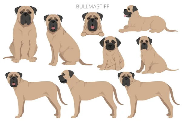 Bullmastiff Dog Clipart All Coat Colors Set All Dog Breeds —  Vetores de Stock