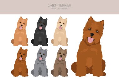 Cairn terrier clipart. Different poses, coat colors set.  Vector illustration clipart